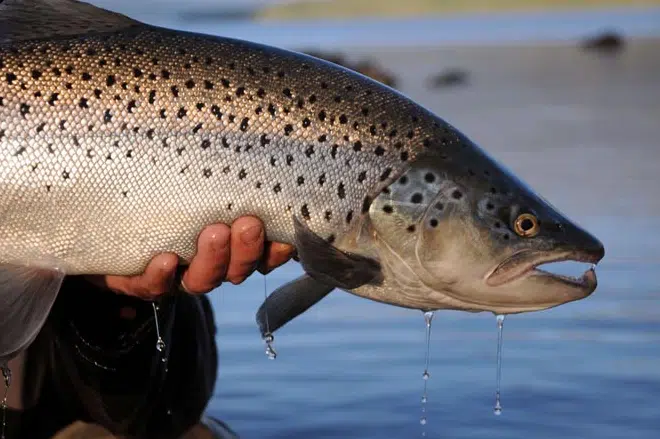 Fishing Guide, Outfitter in Bariloche, Patagonia, Argentina. Limay River Manso River. Brown Trout, Rainbow trout. Fishing Lodge.