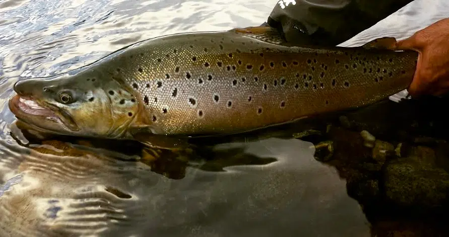 Fishing Guide, Outfitter in Bariloche, Patagonia, Argentina. Limay River Manso River. Brown Trout, Rainbow trout. Fishing Lodge.