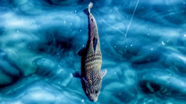 fly-fishing-patagonia-bariloche-guide-outfitter-argentina-limay-manso-collon-cura-river-rivers-chimehuin-caleufu-lodge-san-martin-de-los-andes-junin-piedra-del-aguila-guia-pesca-p-