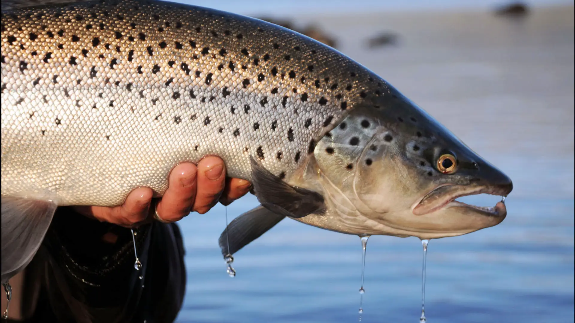 fly-fishing-patagonia-bariloche-guide-outfitter-argentina-limay-manso-collon-cura-river-rivers-chimehuin-caleufu-lodge-san-martin-de-los-andes-junin-piedra-del-aguila-guia-pesca-mosca